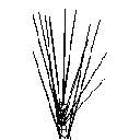 Efekt Jiongu Shinzoma